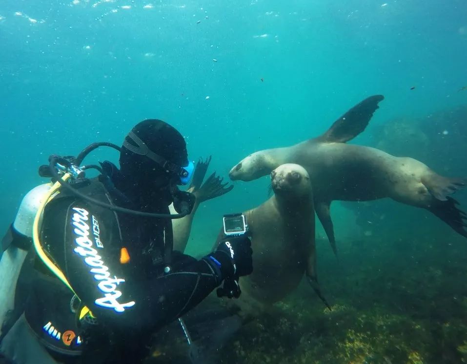 Buceo con Lobos Marinos